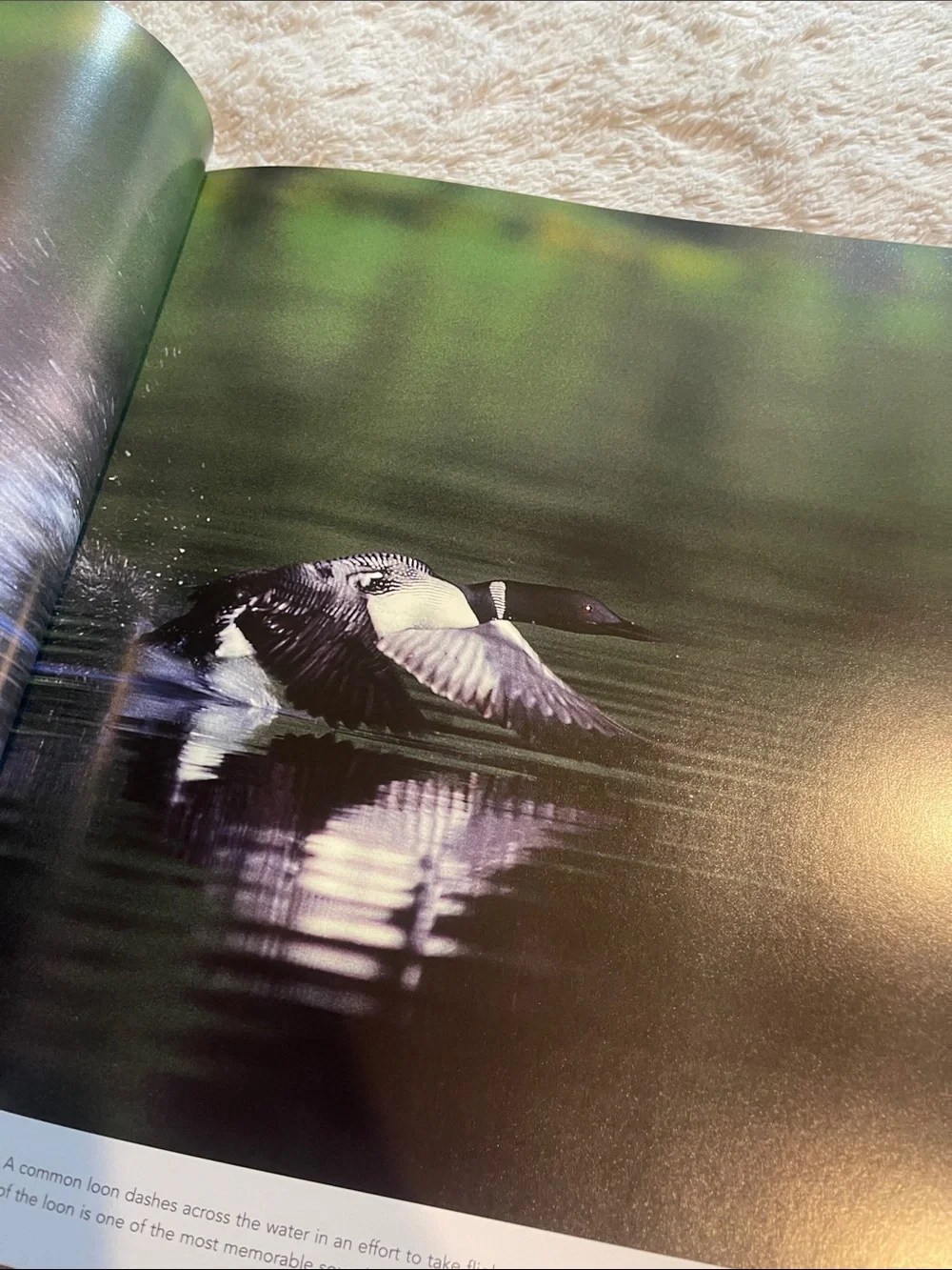 Alaska Wildlife Portfolio Hardcover Photo Book - Blue Cover